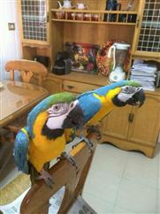 Gorgeous blue and gold macaw parrots for re homing