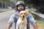 777 Charlie rating, Rakshit Shetty 777 Charlie movie review, 777 charlie movie review rating story cast and crew, Wtf