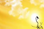 NCMS, longest day of the year in the UAE, friday is the longest day of the year, Dubai news