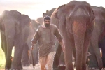 Rana Daggubati Aranya​ movie review, Aranya​ movie review, aranya movie review rating story cast and crew, B m kutty