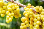 Amla latest breaking, Amla survey, ten health benefits of consuming amla, Galli
