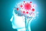 brain organoids, COVID-19, coronavirus is capable of affecting the brain study, Neurology brain organoids, COVID-19, coronavirus is capable of affecting the brain study, Neurology