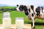 Cow Milk Protein diabetes, Cow Milk Protein new tips, can cow milk protein lead to type 1 diabetes, Tips