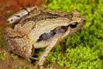 Frog Mucus Kills Flu Virus, Frog Mucus Kills Flu Virus, south indian frog mucus kills flu virus, Antiviral drug