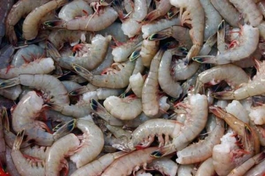 Indian Shrimp Faces Threat of Ban in U.S.