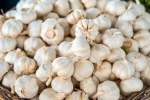 Garlic Vs Mosquito Repellent, Garlic Vs Mosquito Repellent myth, is garlic a mosquito repellent, Us journal
