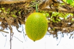 Snake Venom in minutes, Snake Venom dangerous, this miraculous plant can neutralise snake venom in minutes, Animal