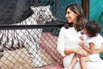 Klin Kaara tigress, Klin Kaara breaking news, klin kaara meets her namesake tigress on second birthday, Animal