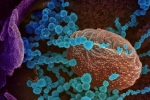 Lambda variant updates, Lambda variant news, all about the new lambda variant of coronavirus and its symptoms, Lambda variant