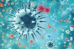 China, new virus, a new virus discovered in china is another pandemic on the way, Swine flu