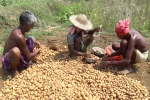 pepsico sue potato farmers, how to plant potatoes, pepsico case potato farmers in gujarat seek compensation for harassment, Pepsico