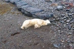 Polar Bear In Iceland 2024, Polar Bear In Iceland new breaking, polar bear appears in iceland for the first time in 8 years, Iceland