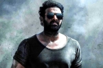Prithviraj Sukumaran, Prithviraj Sukumaran Telugu film, prabhas salaar to have malayalam star, Shruthi haasan