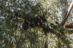 nipah virus, bats, study shows coronavirus presence in two indian bats icmr study, Indian researchers
