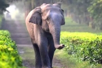 red chillis, safety, tamed elephants in india to get unique identification numbers like aadhar, Public interest litigation