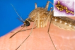 West Nile Virus breaking news, West Nile Virus cause, russia warns of west nile virus, Joint pains West Nile Virus breaking news, West Nile Virus cause, russia warns of west nile virus, Joint pains