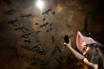 Wuhan CDC latest, Wuhan CDC news, a sensational video of scientists of wuhan cdc collecting samples in bat caves, Wuhan cdc