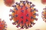 Coronavirus news, Coronavirus news, coronavirus is not related to respiratory system says study, Body organs Coronavirus news, Coronavirus news, coronavirus is not related to respiratory system says study, Body organs