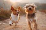 industry, pets, us boasts a 72 billion dollar industry over their obsession with pets, Grooming